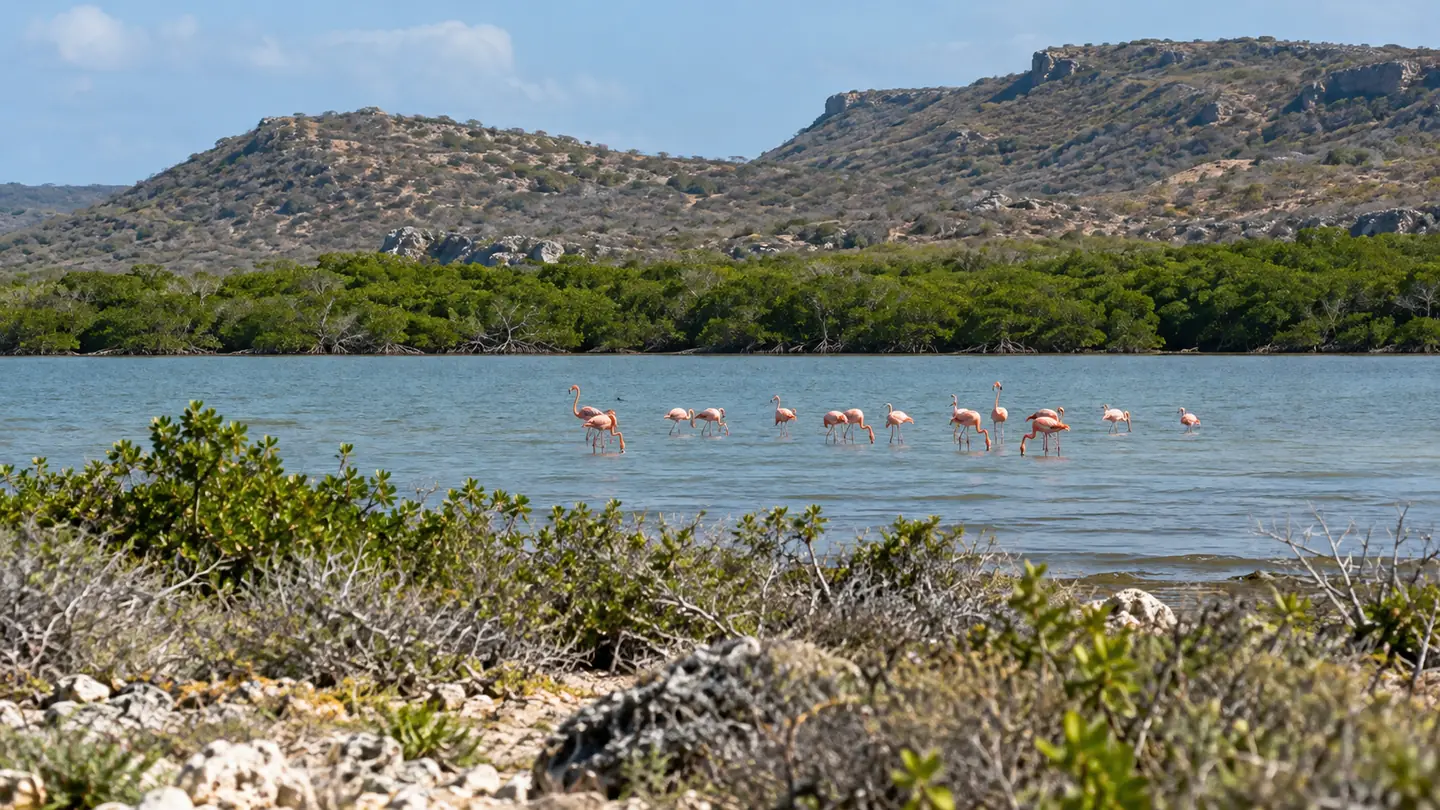 Flamingos and mangrove edges at Laguna de Oviedo in Pedernales