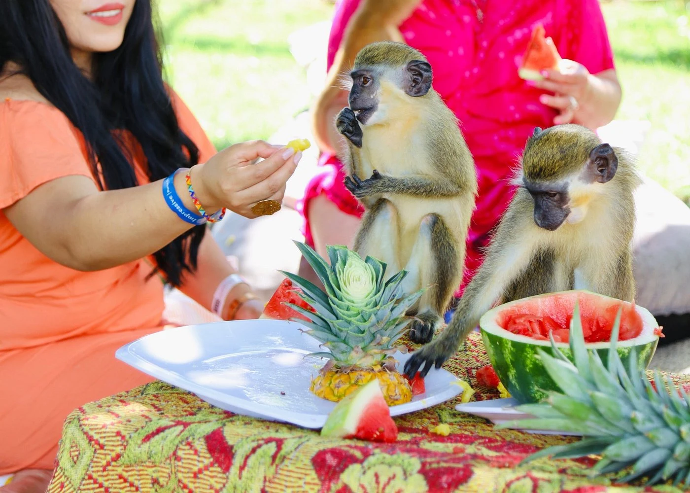Punta Cana Monkey House VIP Educational Experience