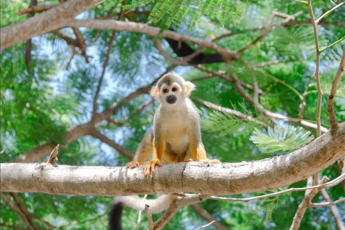 Punta Cana Monkey House VIP Educational Experience